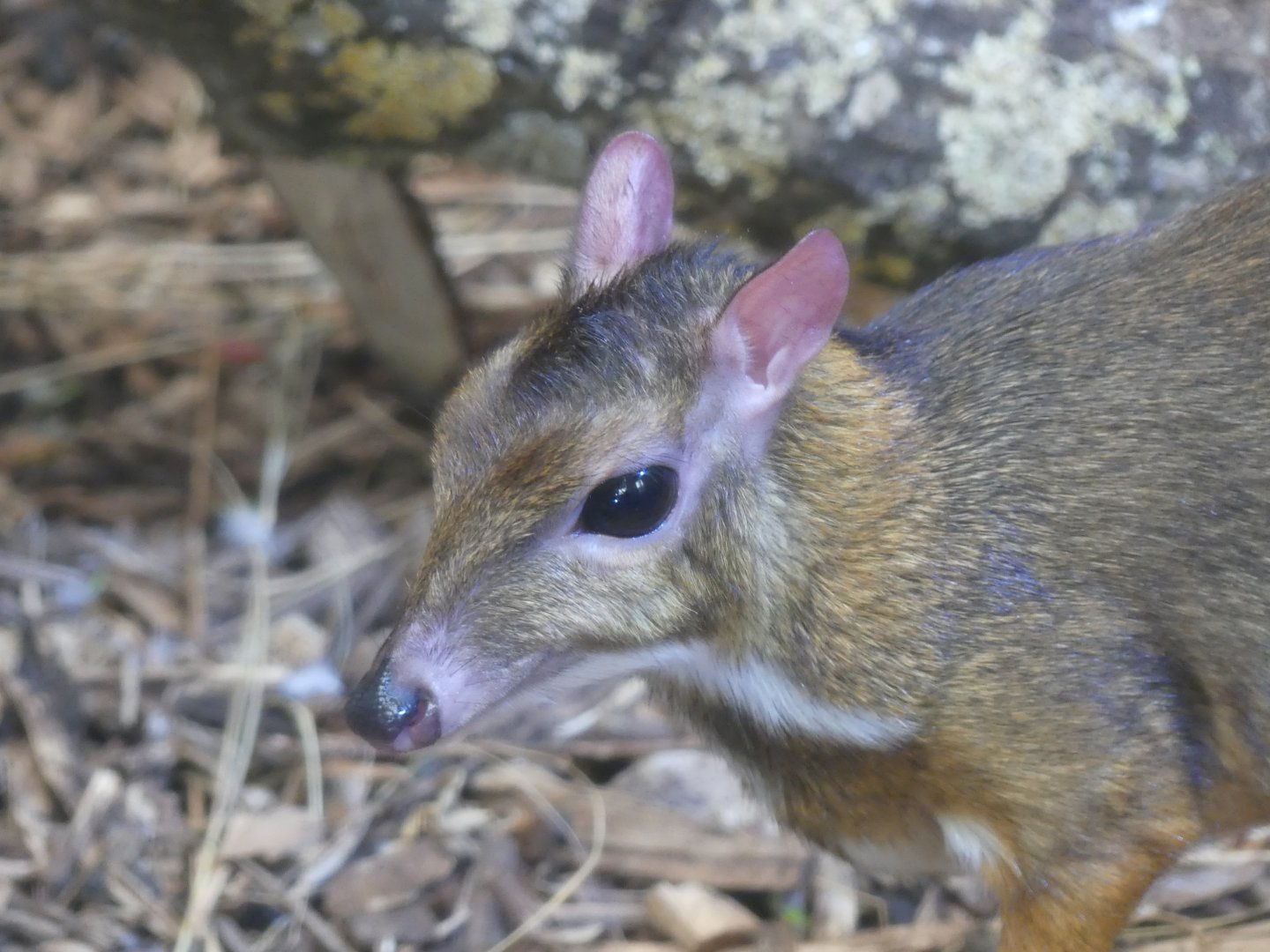 Javan Mouse-Deer