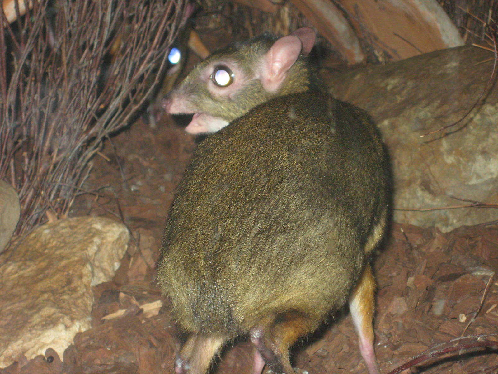 Javan mouse-deer