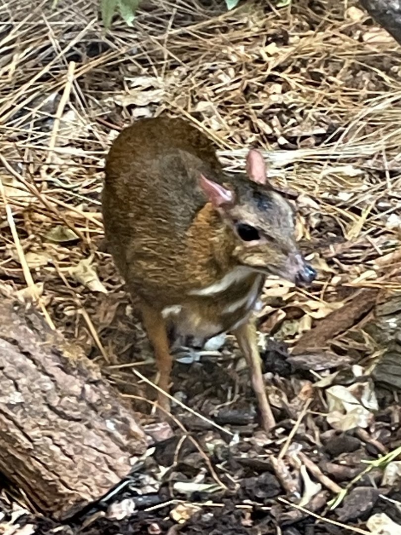 Javan Mouse-Deer