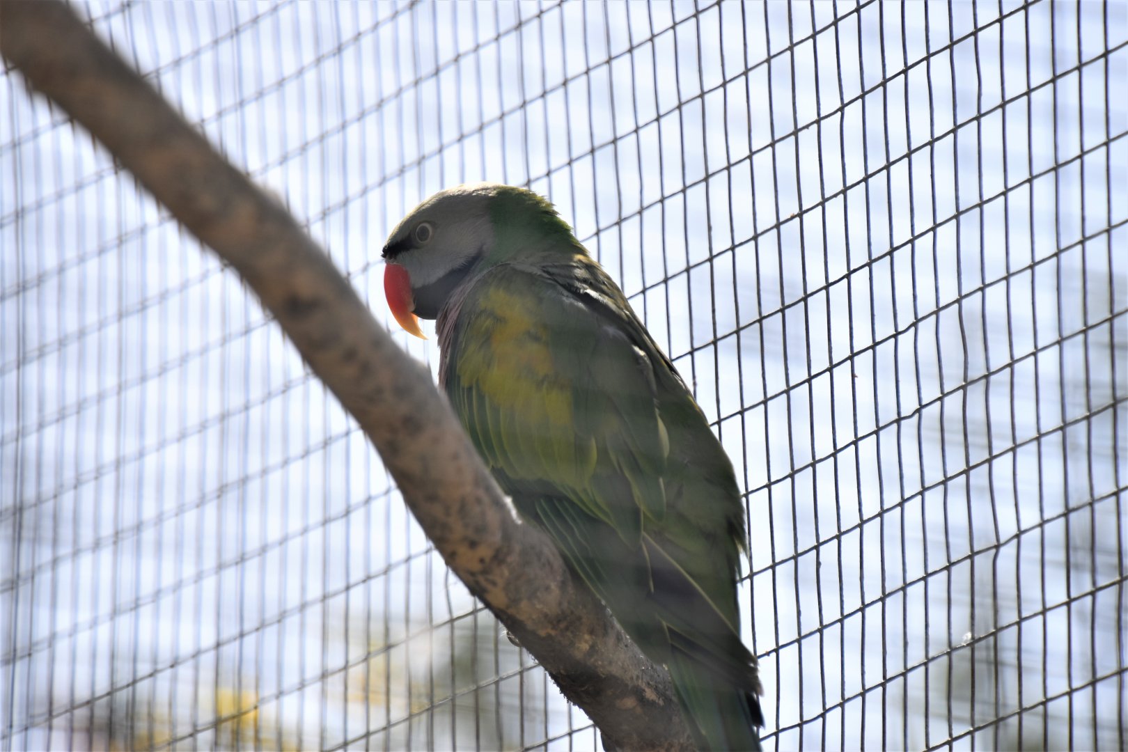 Javan moustached parakeet