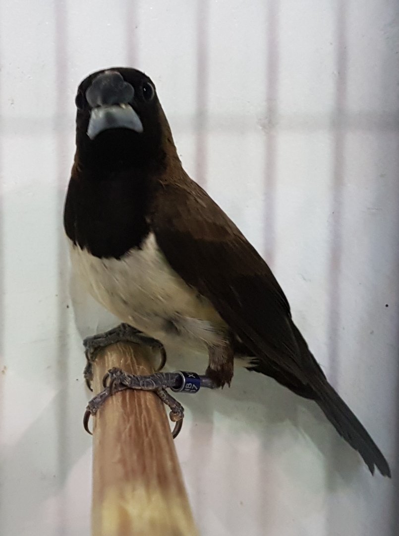 Javan munia - Lonchura leucogastroides