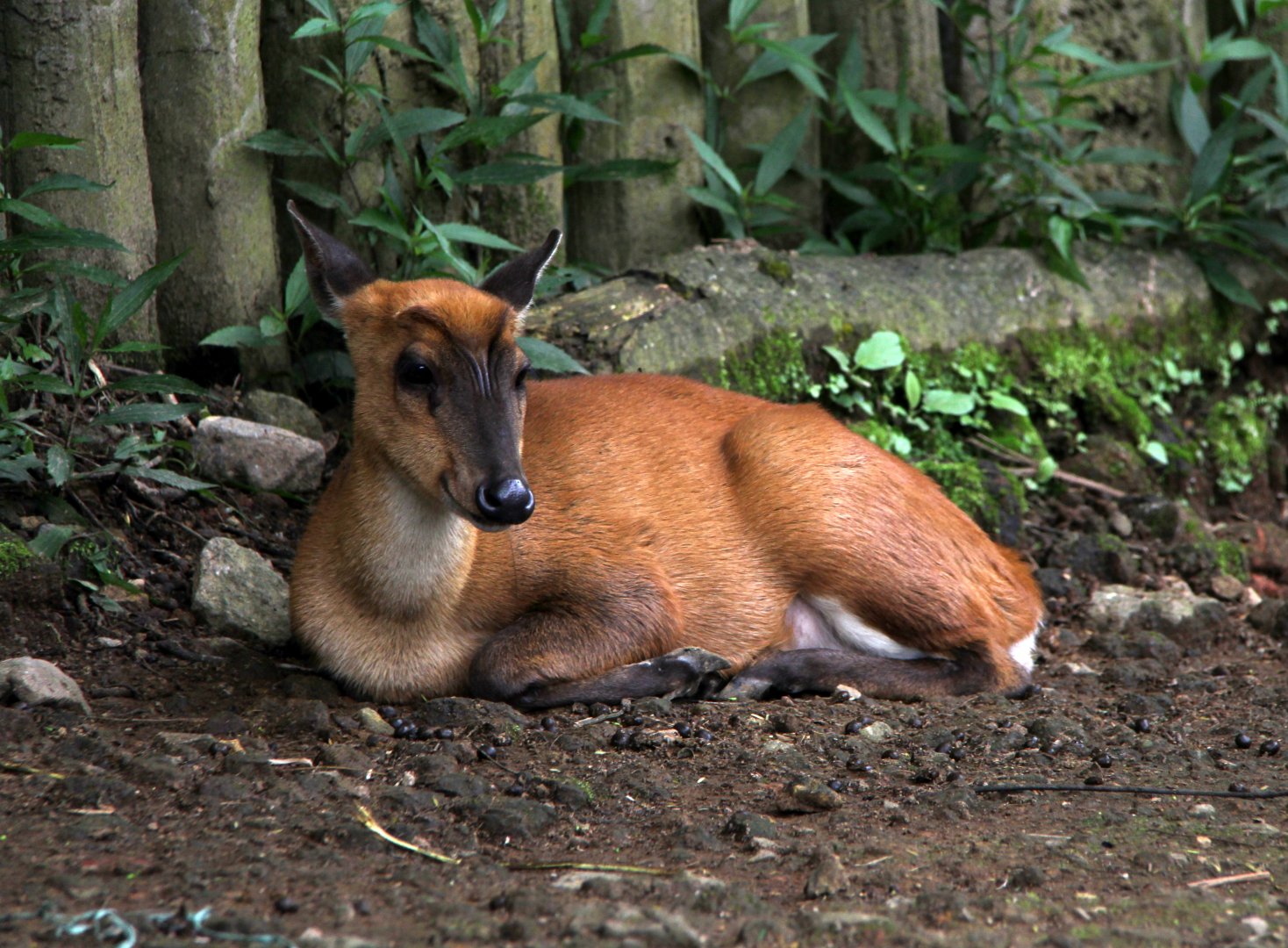 Javan muntjac (Muntiacus muntjak muntjak)