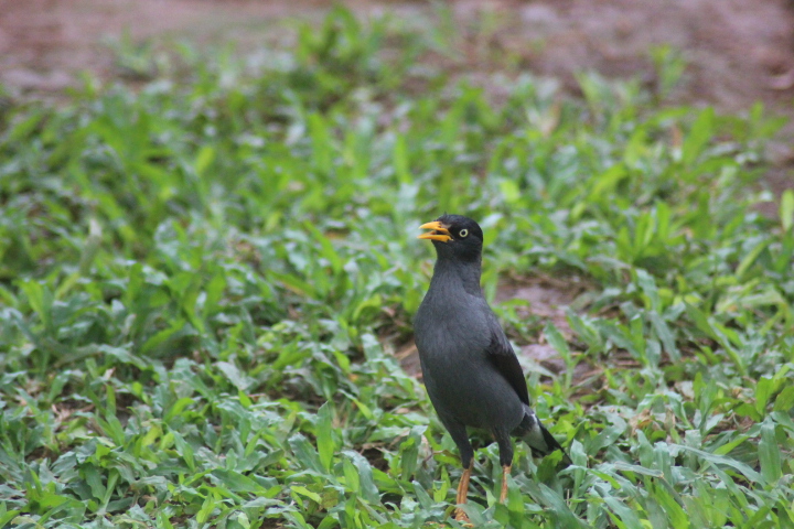 Javan myna (Acridotheres javanicus)