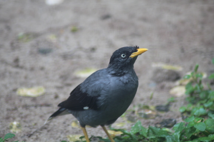 Javan myna (Acridotheres javanicus)