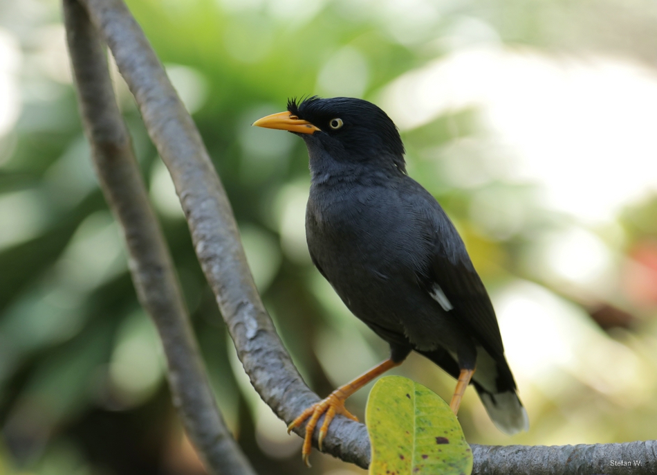 Javan myna (Acridotheres javanicus)