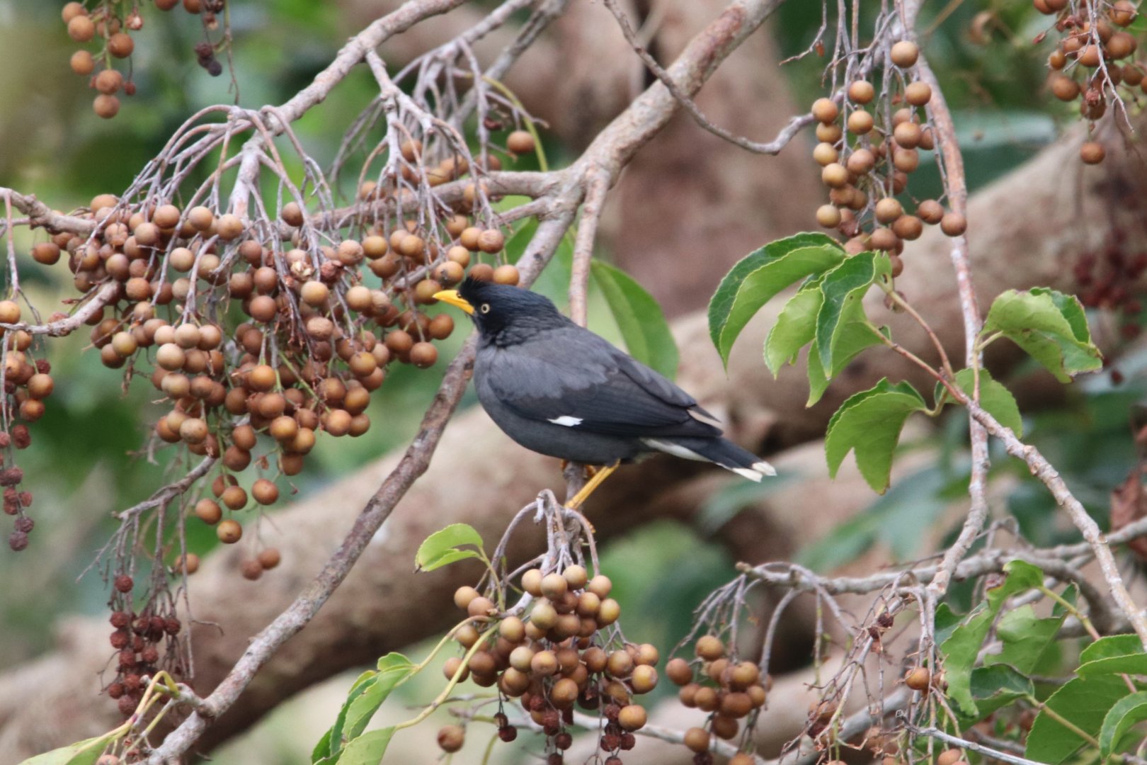 Javan Myna (Acridotheres javanicus)