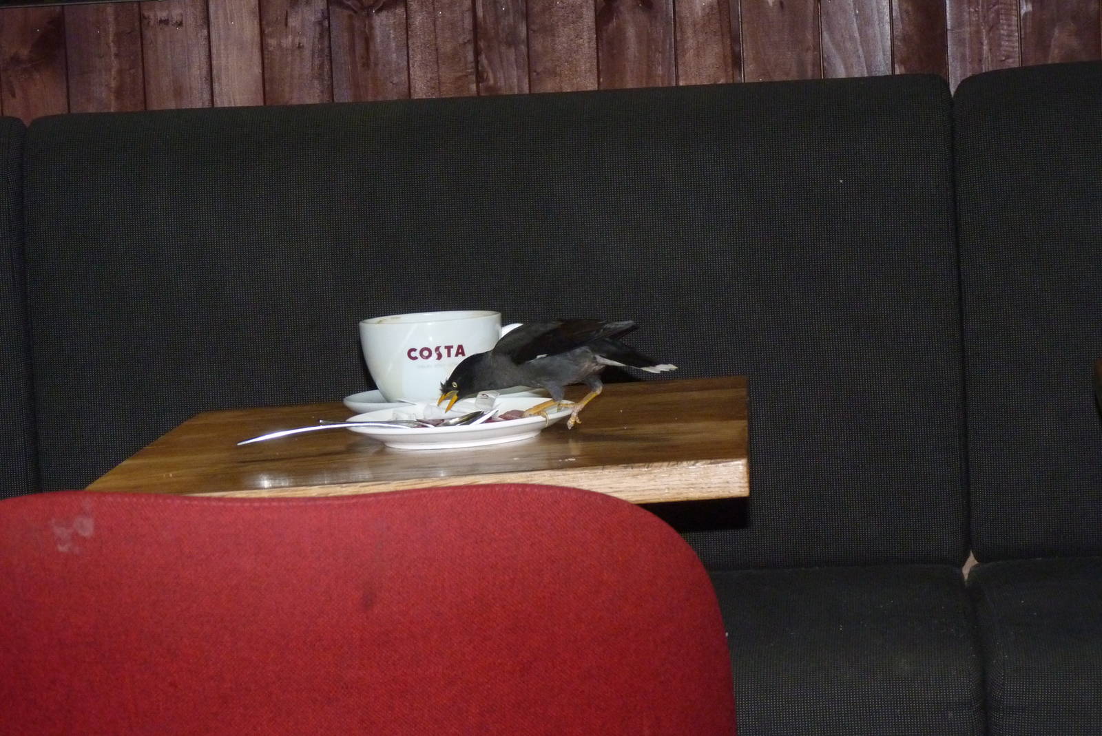 Javan Myna, November 2015