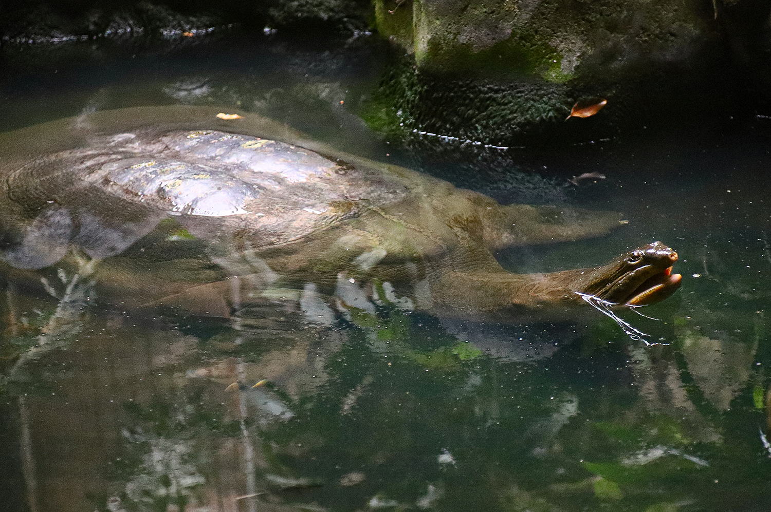 Javan narrow-headed softshell turtle