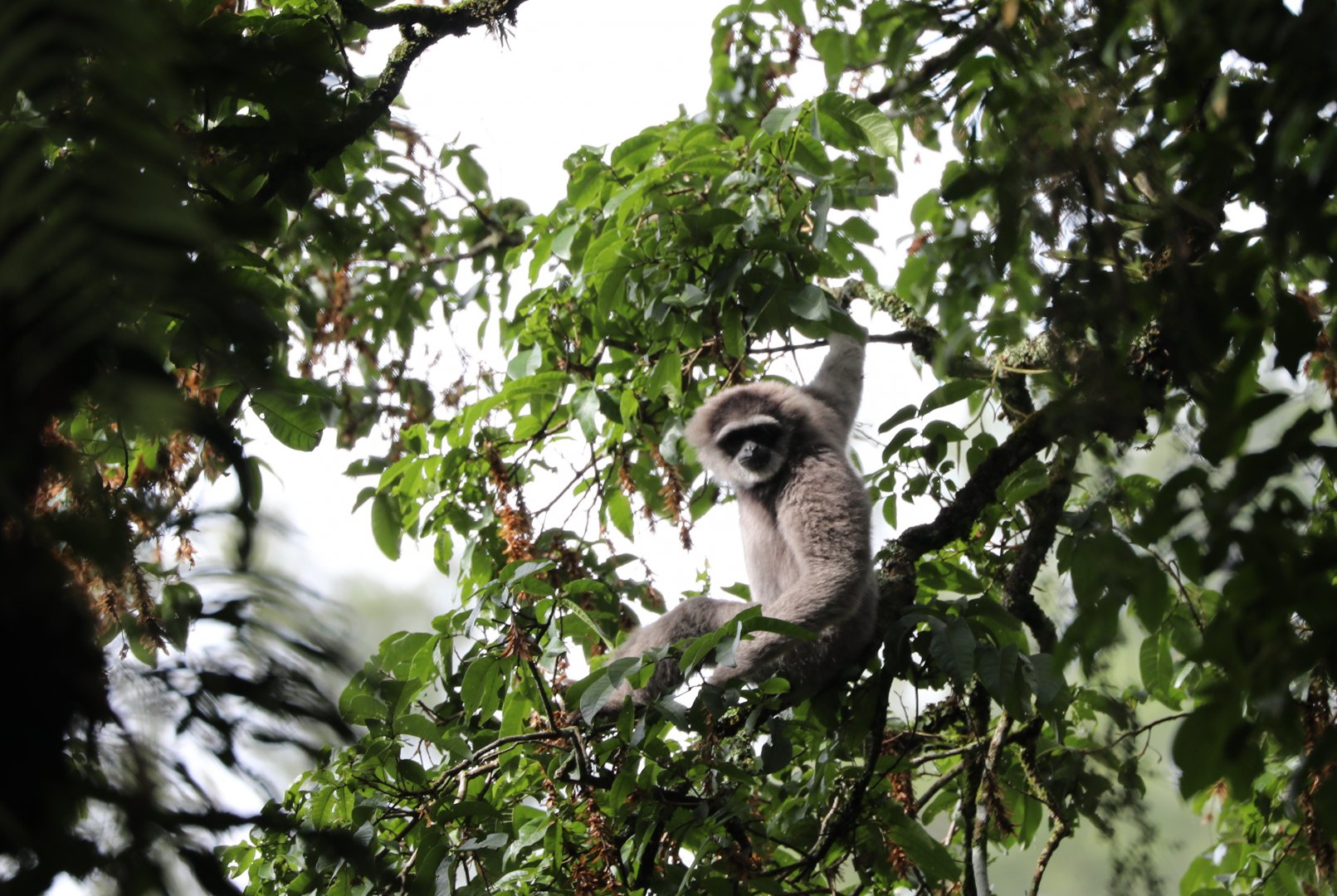 Javan or silvery gibbon (Hylobates moloch)