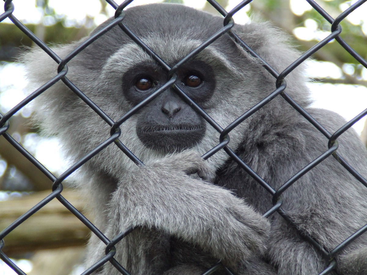 Javan (or Silvery or Moloch) Gibbon