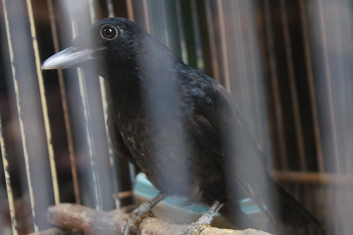 Javan oriole (Oriolus cruentus)