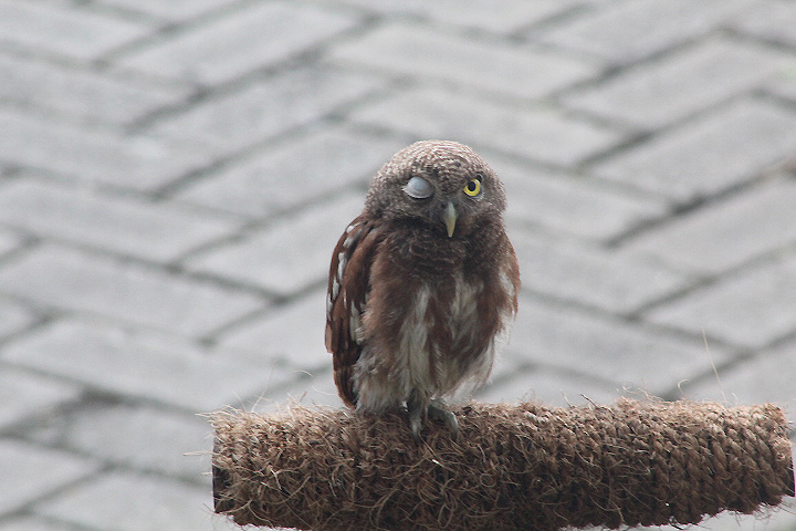 Javan owlet (Glaucidium castanopterum)
