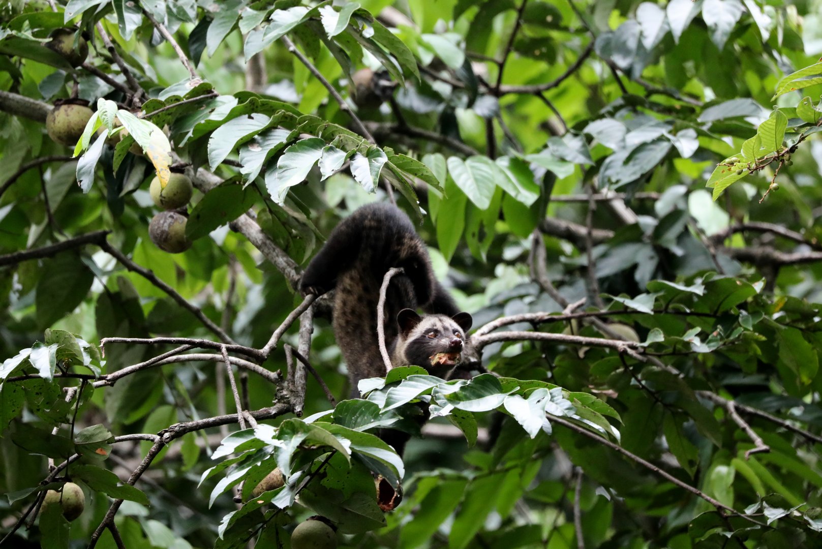 Javan Palm Civet (Paradoxurus musangus javanicus)