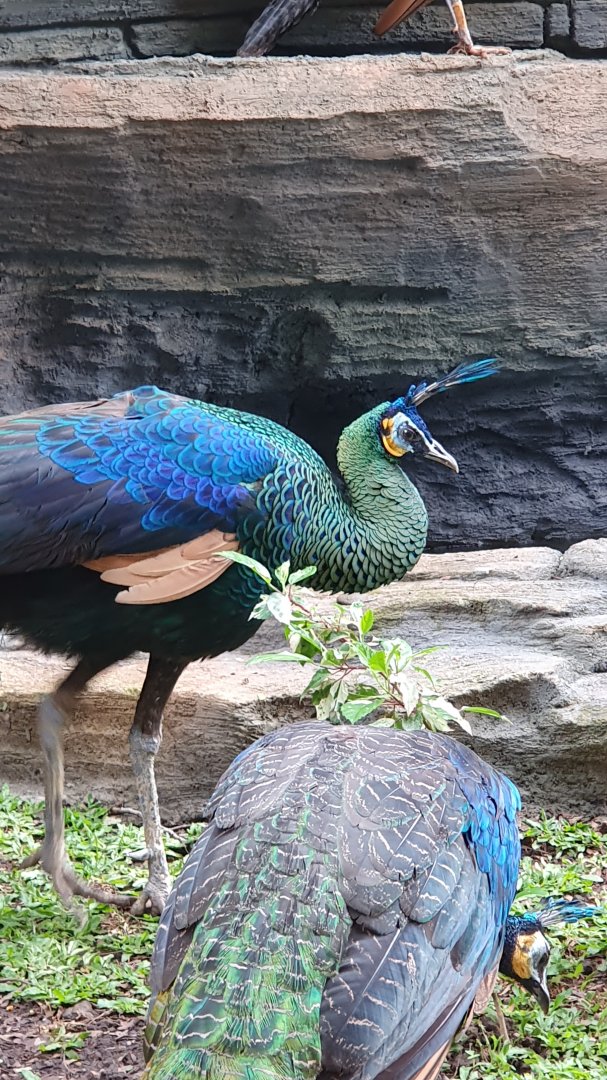 Javan Peafowl (Pavo muticus) - Solo Safari
