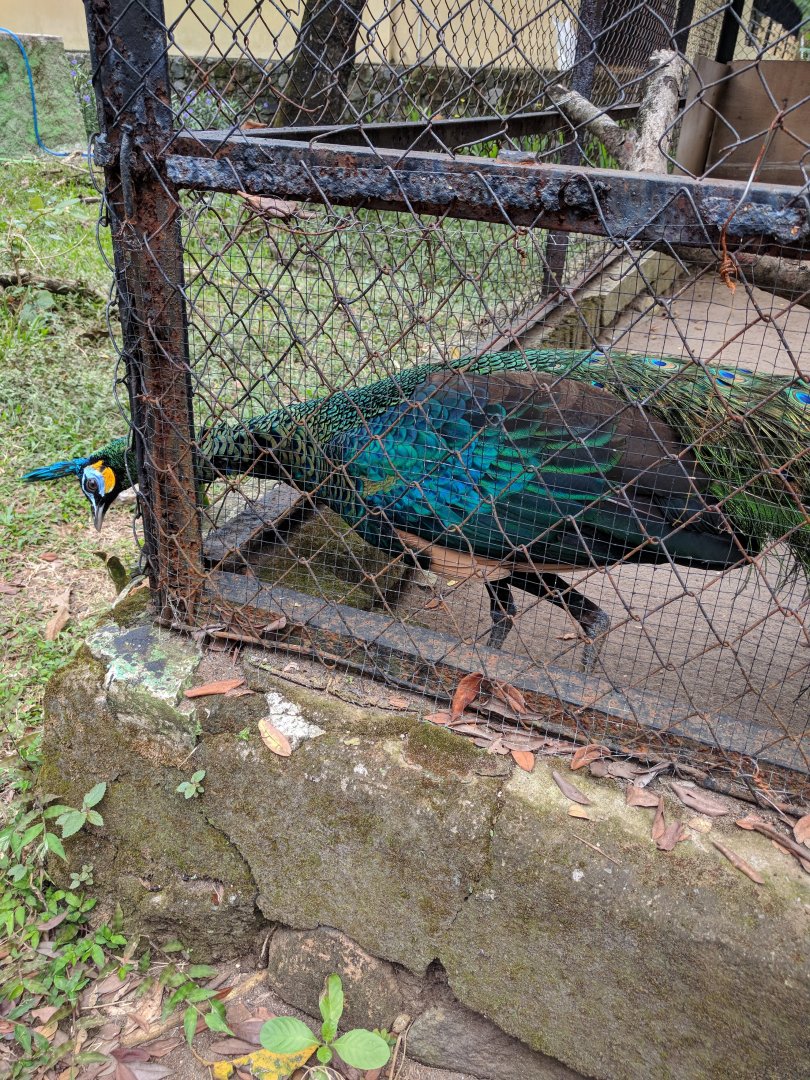 Javan Peafowl (Pavo muticus) - Taru Jurug Zoo