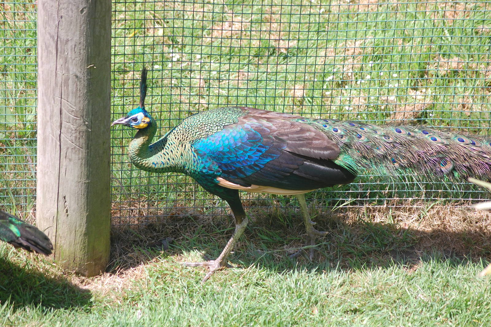 Javan Peafowl