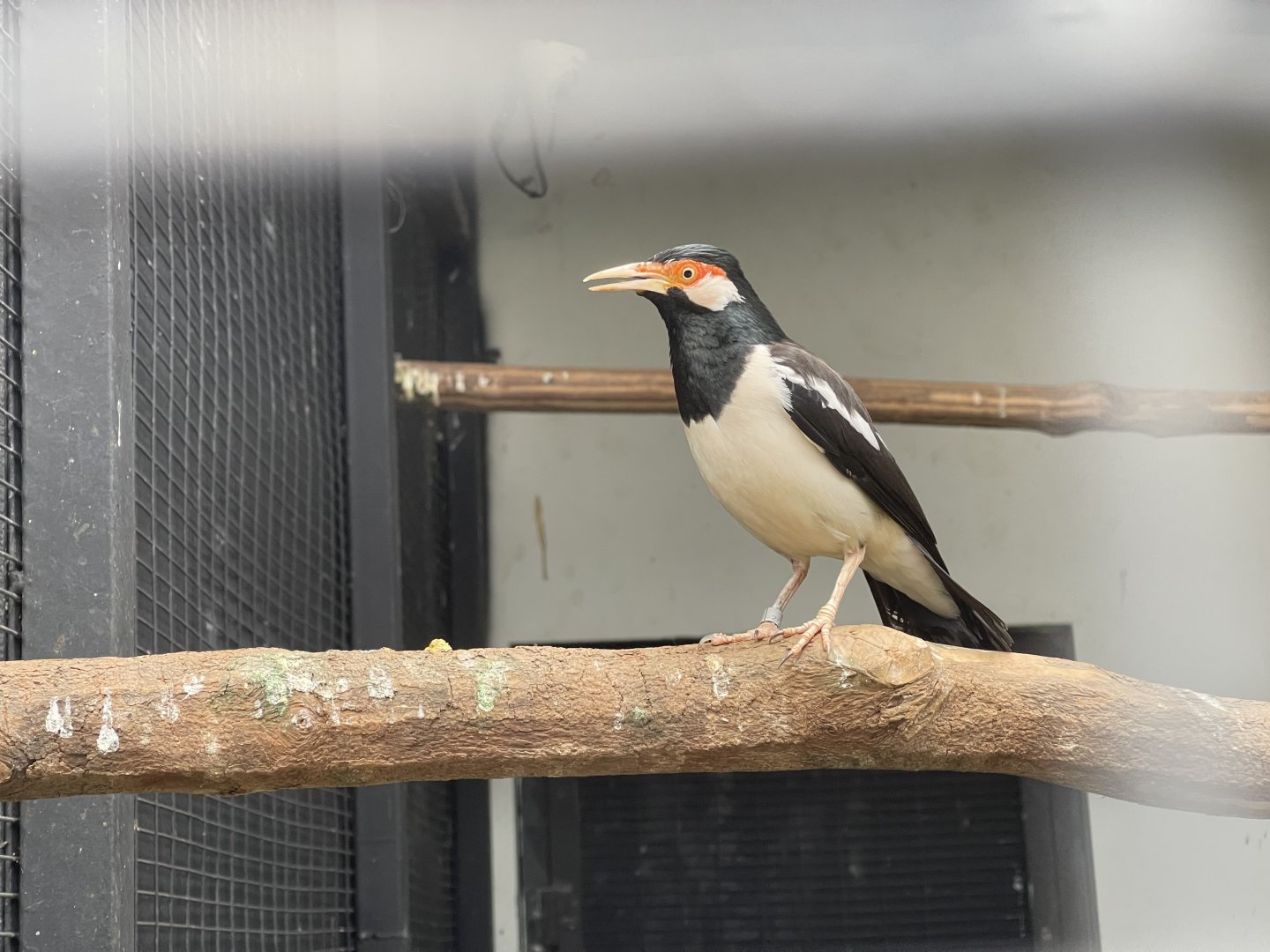 javan pied myna (gracupica jalla) - aviary park