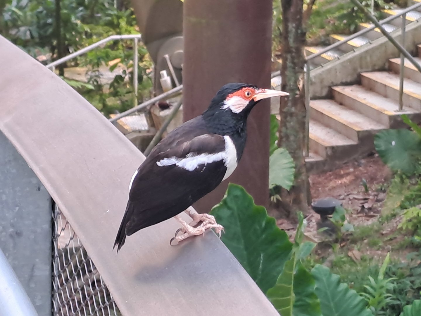 Javan Pied Myna (Gracupica jalla)