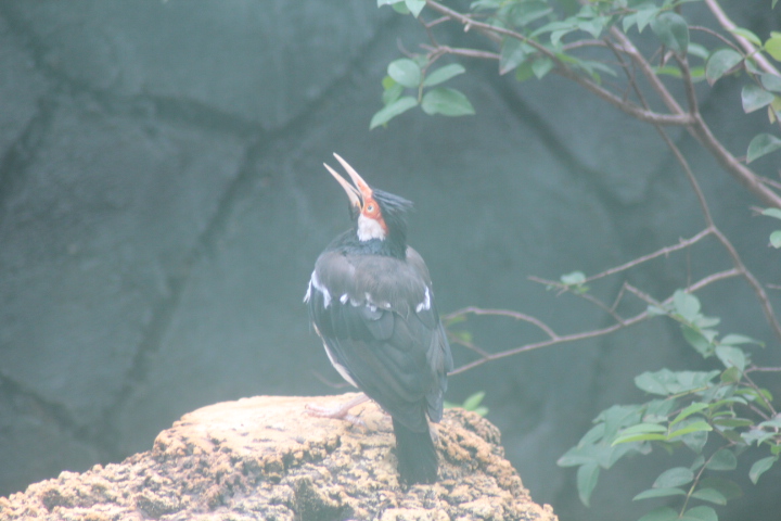 Javan pied myna (Gracupica jalla)