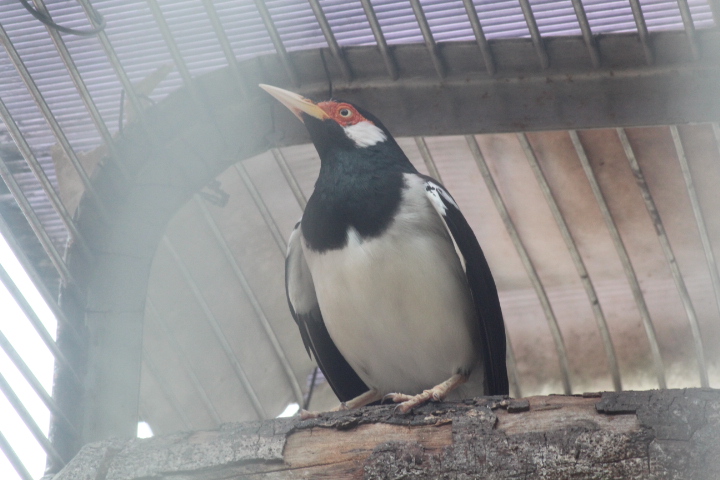 Javan pied myna (Gracupica jalla)