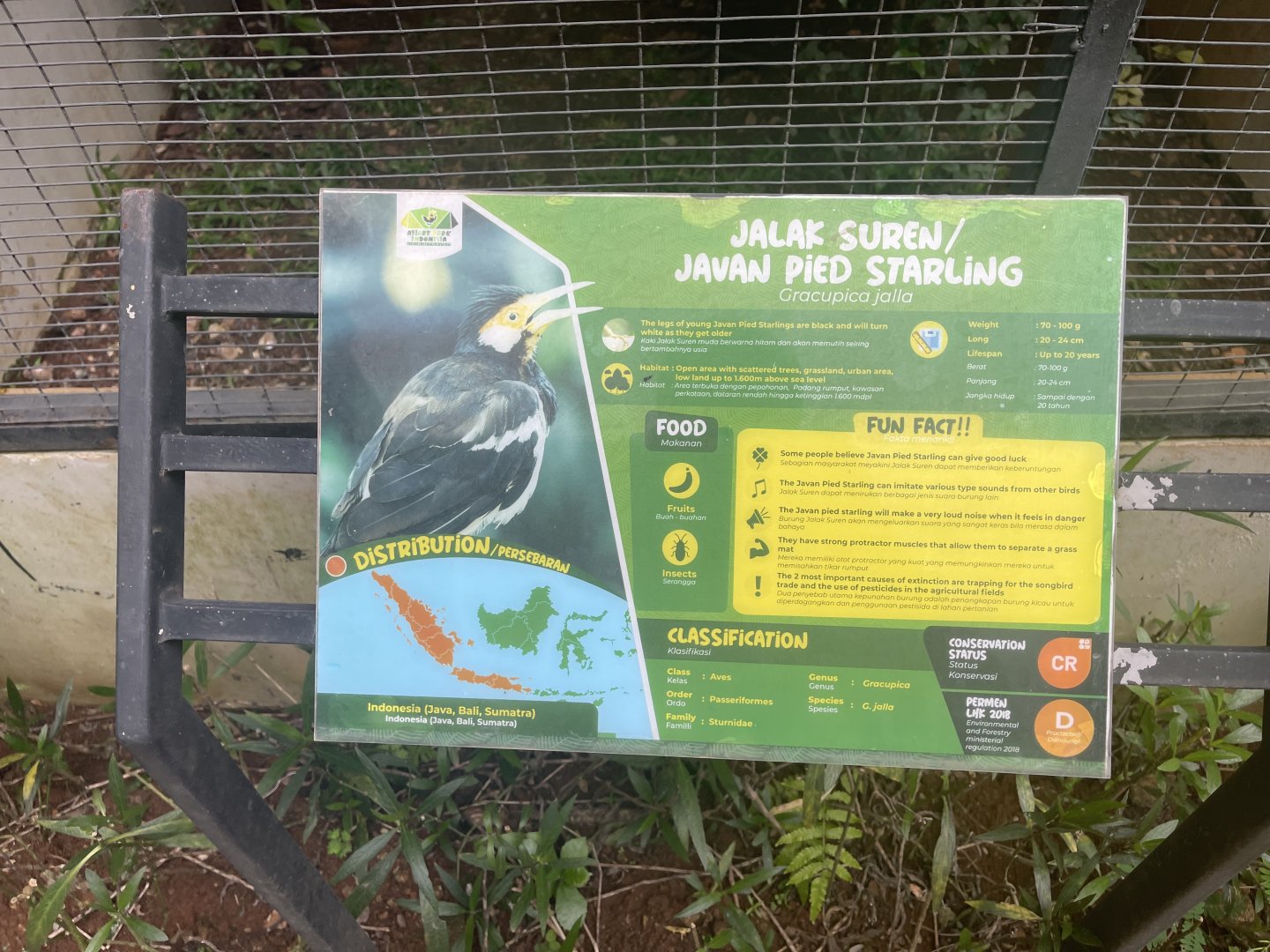 javan pied myna signage - aviary park