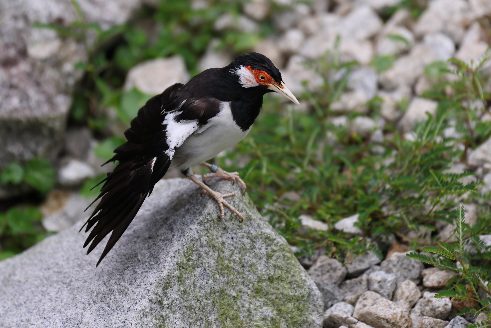 Javan Pied Starling (Gracupica jalla) - Songs of the Forest