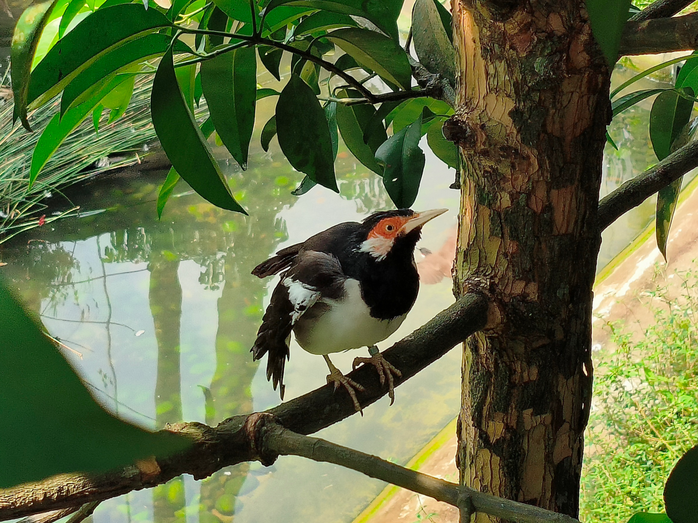 Javan Pied Starling (Gracupica jalla)