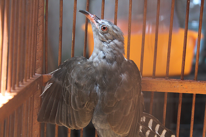 Javan plaintive cuckoo (Cacomantis merulinus lanceolatus)