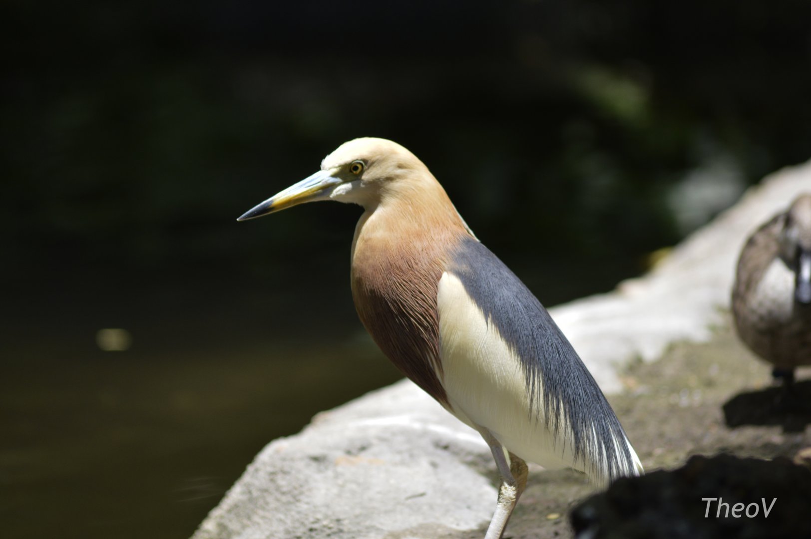 Javan pond heron [2017]