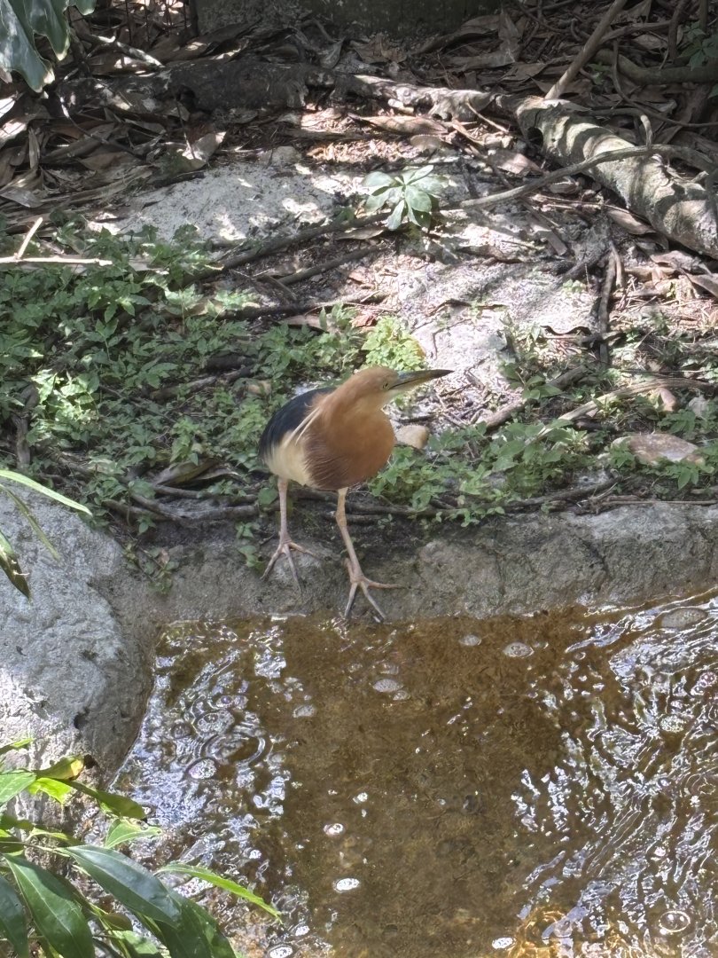 Javan Pond Heron - 5/27/2025