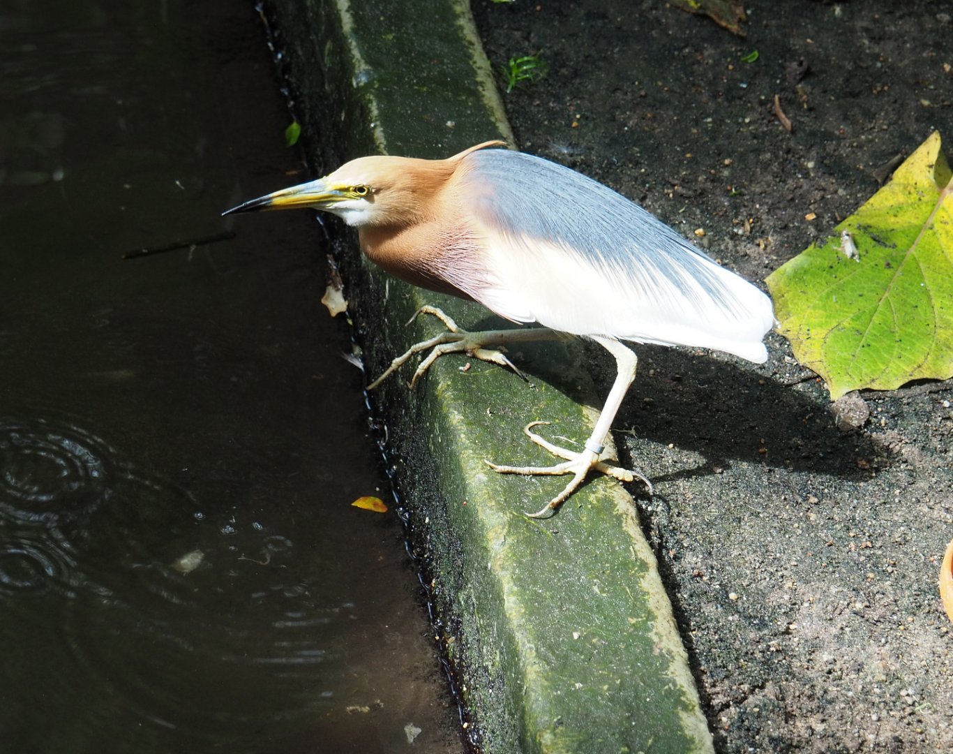 Javan pond heron (Ardeola speciosa), 2022-06-28
