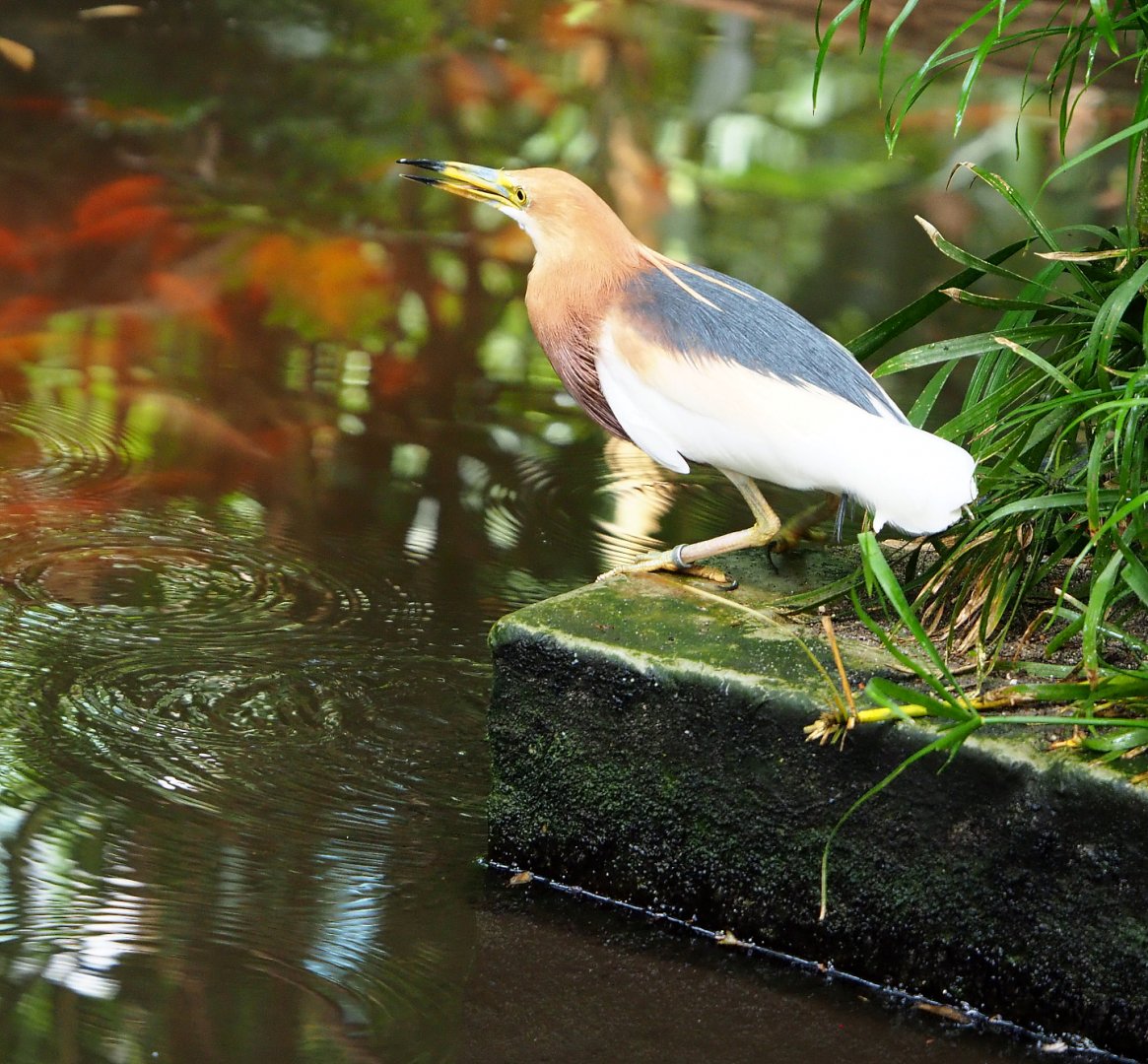 Javan pond heron (Ardeola speciosa), 2022-06-28