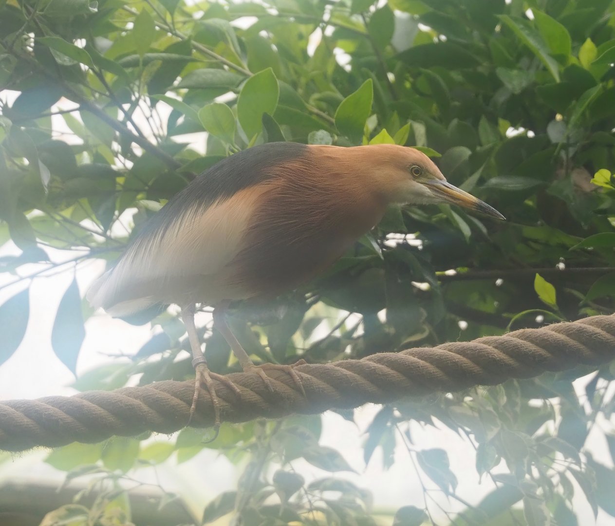 Javan pond-heron (Ardeola speciosa), 2023-05-15
