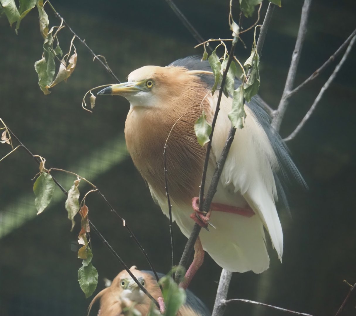 Javan pond heron (Ardeola speciosa), 2024-05-22