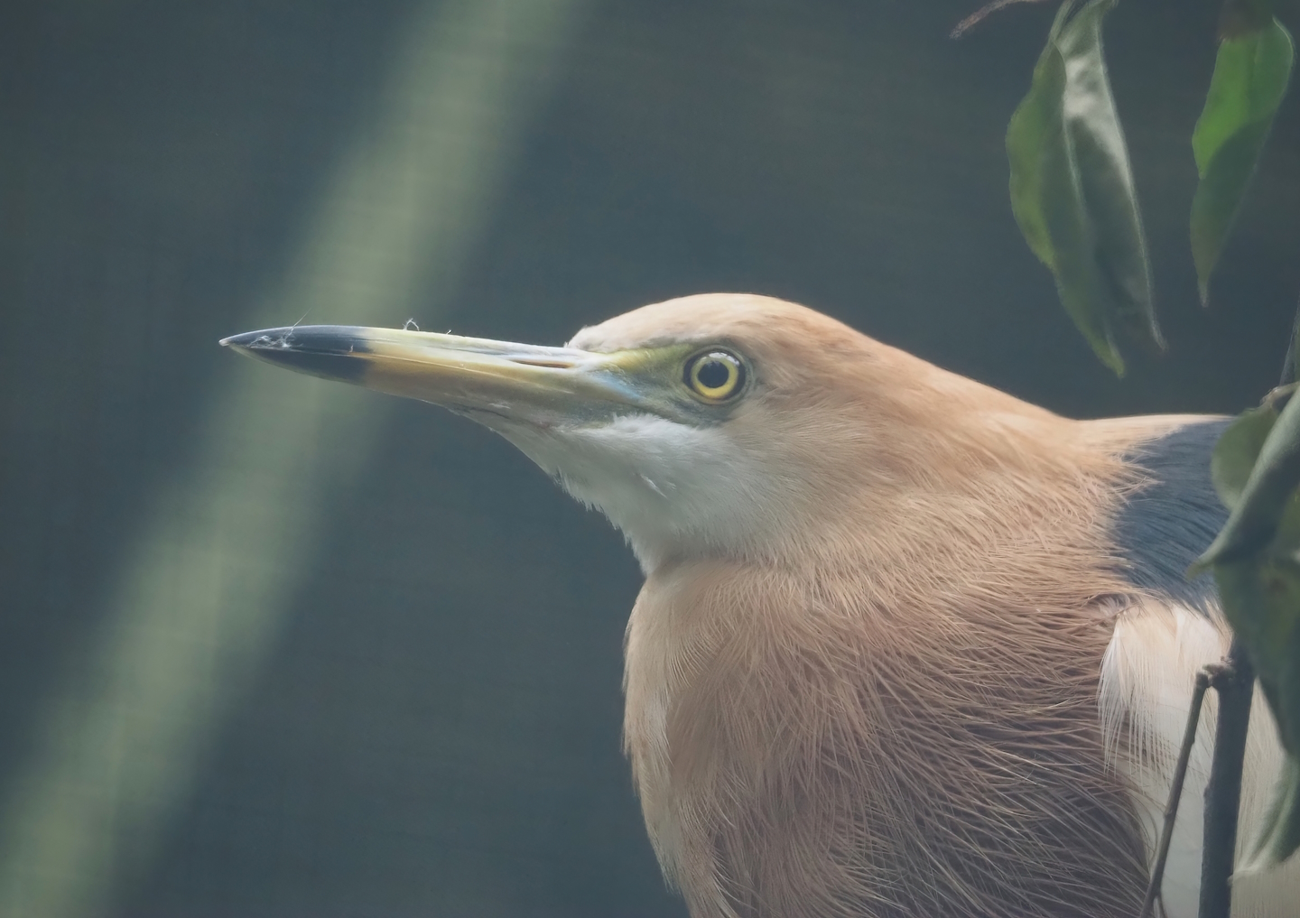 Javan pond heron (Ardeola speciosa), 2024-05-22
