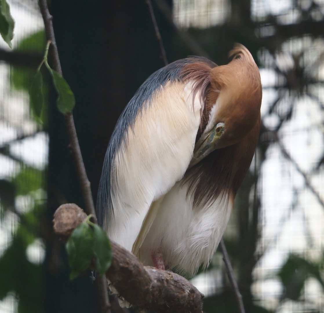 Javan pond heron (Ardeola speciosa), 2024-05-23