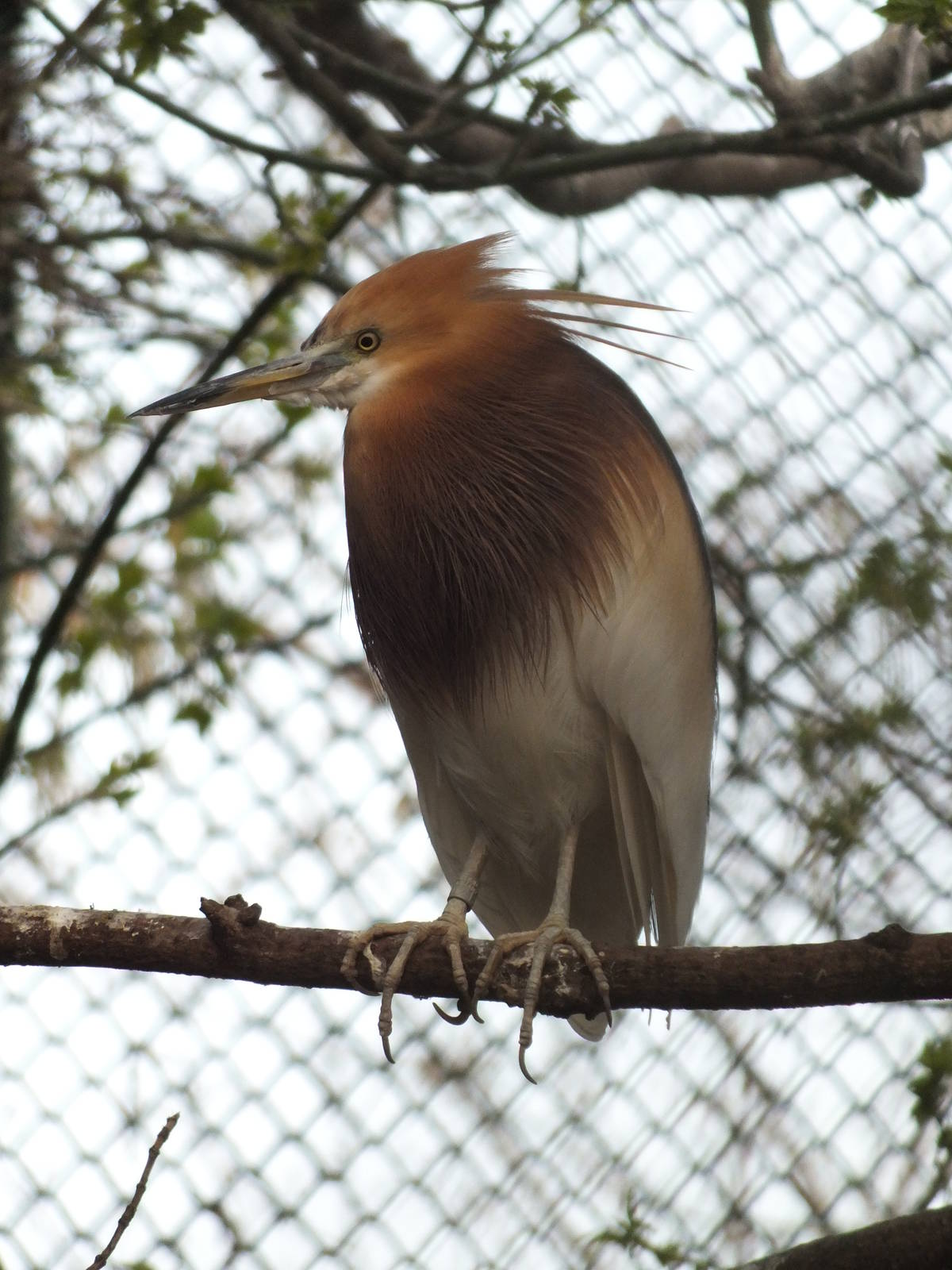 Javan Pond-heron (Ardeola speciosa) at Tierpark Berlin - 3 April 2014