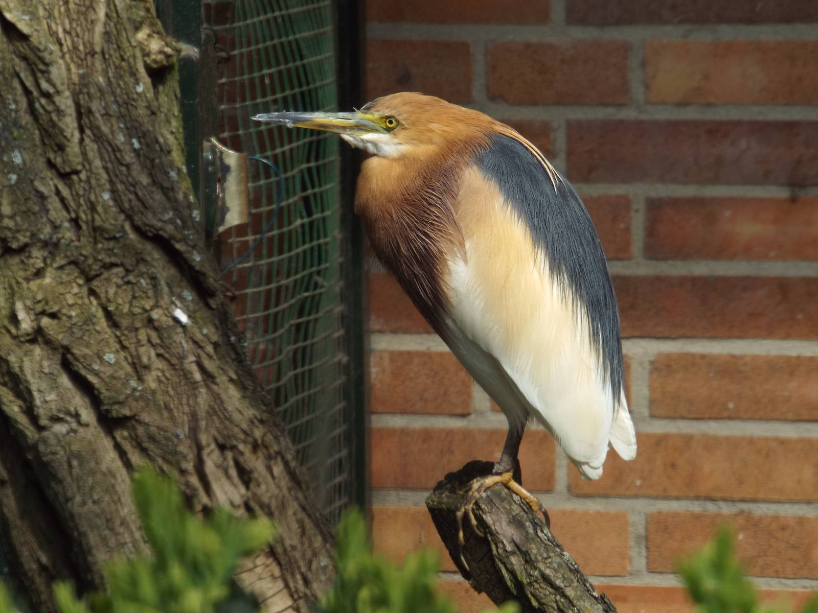 Javan Pond-heron (Ardeola speciosa) at Zoo Berlin - 6th April 2014