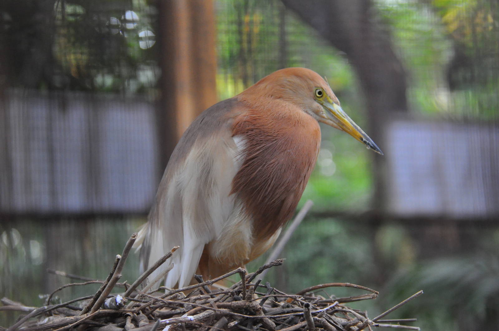 Javan pond heron/ Ardeola speciosa