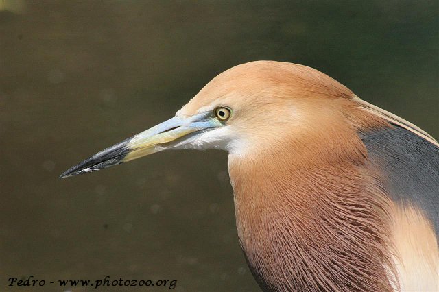 Javan pond heron (Ardeola speciosa)