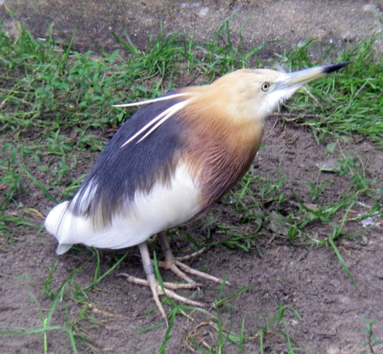 Javan Pond Heron (Ardeola speciosa)