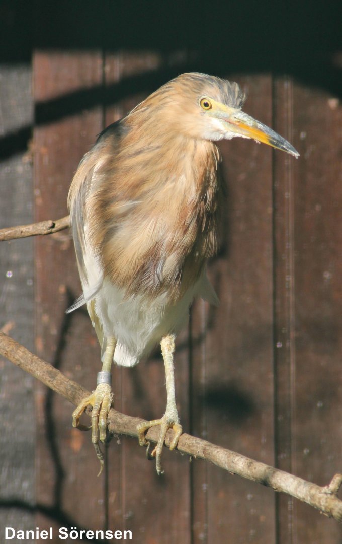 Javan pond heron (Ardeola speciosa)