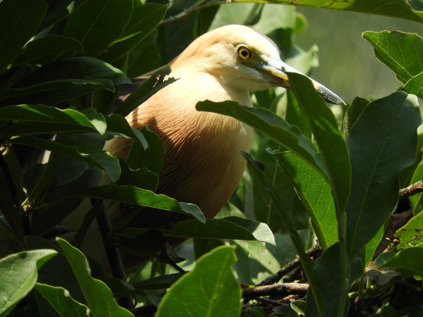 Javan Pond Heron (Ardeola speciosa)