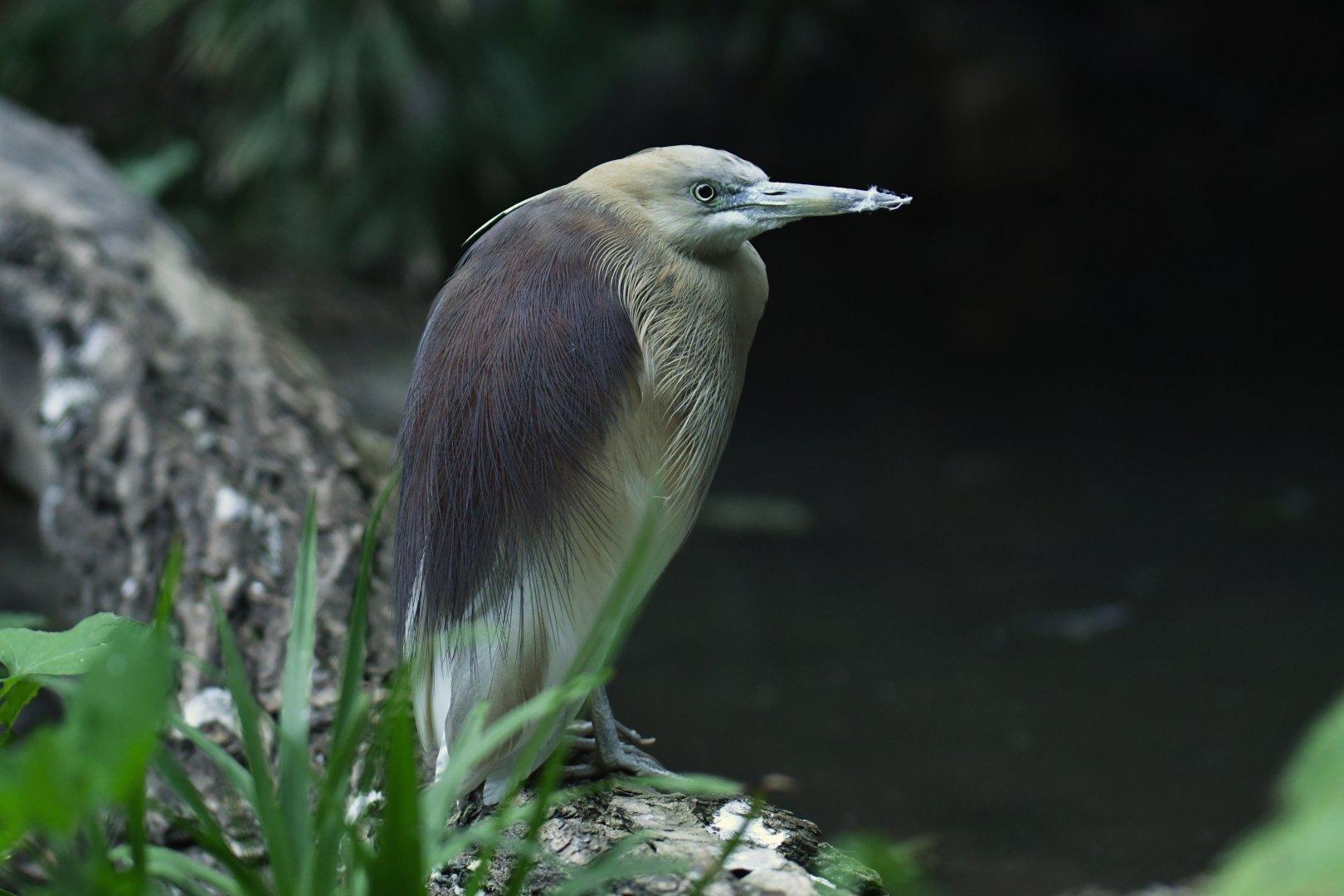 Javan pond heron (Ardeola speciosa)