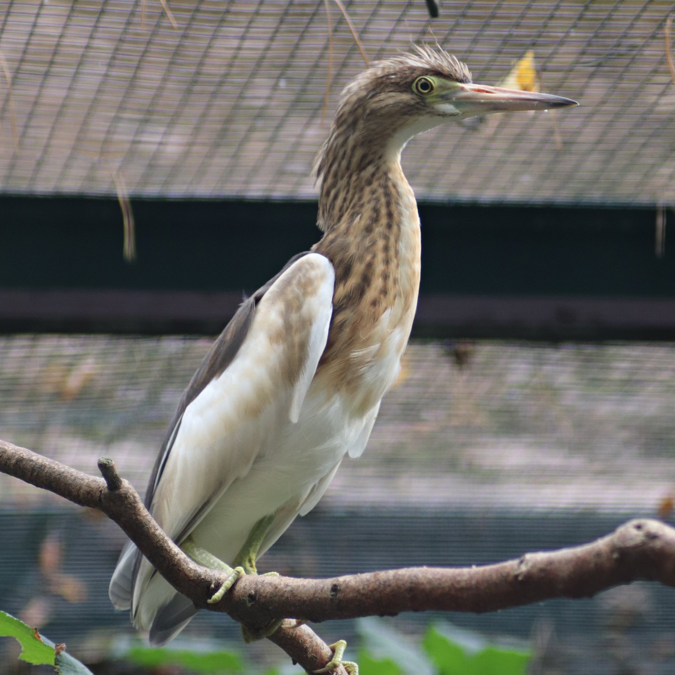 Javan pond heron (Ardeola speciosa)