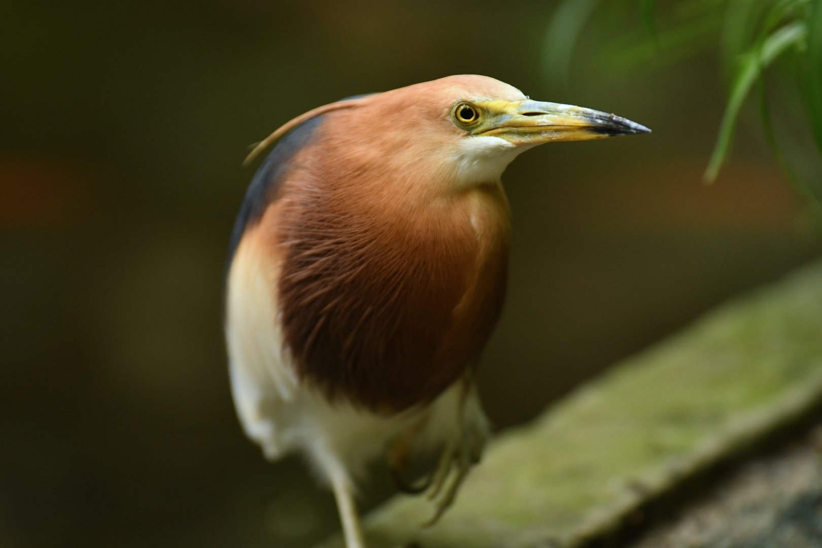 Javan Pond-Heron Ardeola speciosa