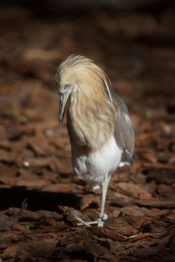 Javan Pond-Heron/ Ardeola speciosa