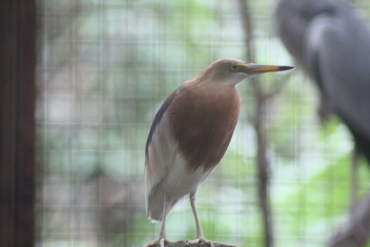 Javan pond heron (Ardeola speciosa)