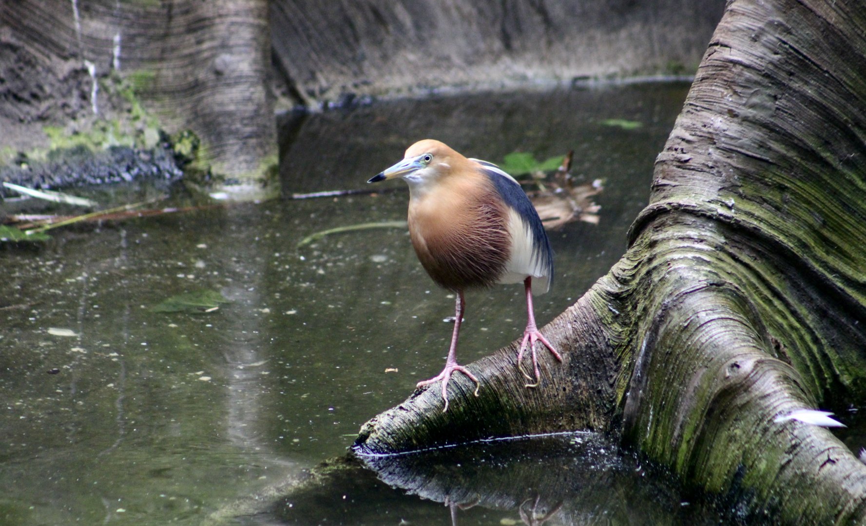 Javan Pond Heron (Ardeola speciosa)