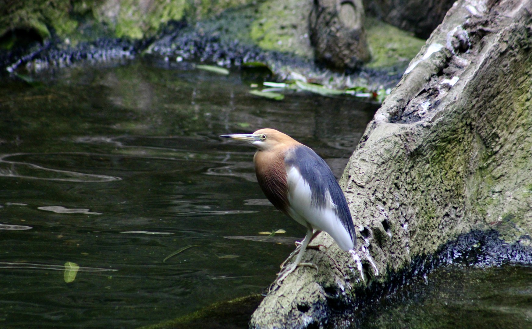 Javan Pond Heron (Ardeola speciosa)